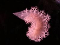 Nudibranchs(sea snails or slugs)