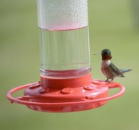 Hummingbird Posing on Feeder