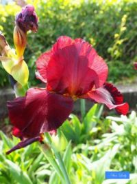 Lovely Iris