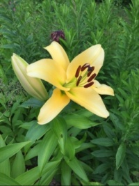 Yellow Lilly in a sea of green