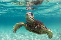 Green Sea Turtle Trilogy I