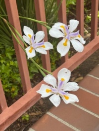 Lilies-2