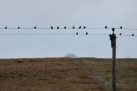 Birds on a Wire