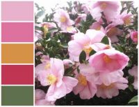 camellia palette