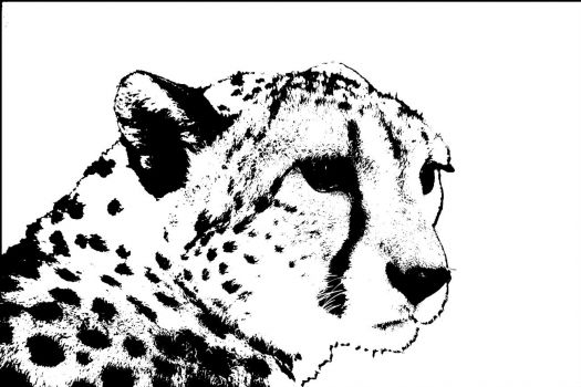 Cheetah-Face-Wallpaper copy