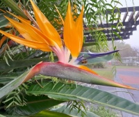 Bird of paradise