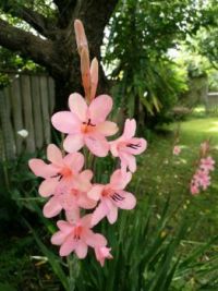 Apricot blush beauty