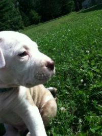 Such a sweet Puppy!