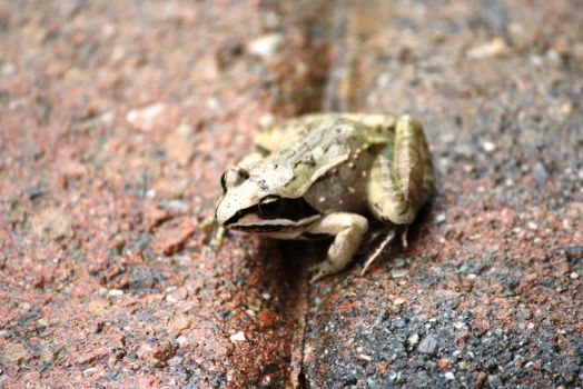 Little Frog Visitor