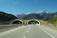 Wildlife Overpass
