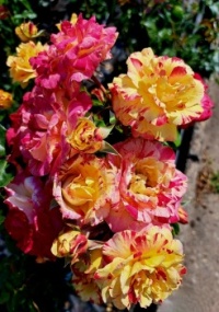 Rose 'Camille Pissarro'
