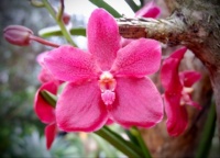 Pretty Vanda in pink