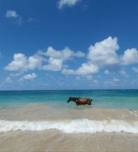 horse in the Ocean