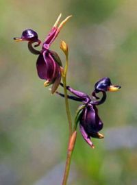 Amazing-flower-flying-duck-orchid
