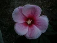 Hibiscus bloom