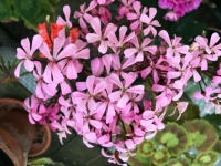 Dresden Pink (geranium)