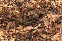 What's camouflaged in this photo?  Check comments later for clue.