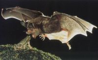 vampire bat about to eat a frog