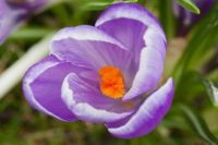 Detail of a Purple Crocus Flower from above (Mar17P04)