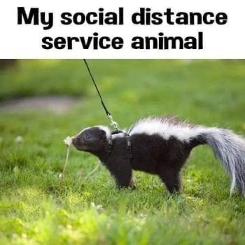 Social Distance Service Animal