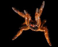 P.murinus