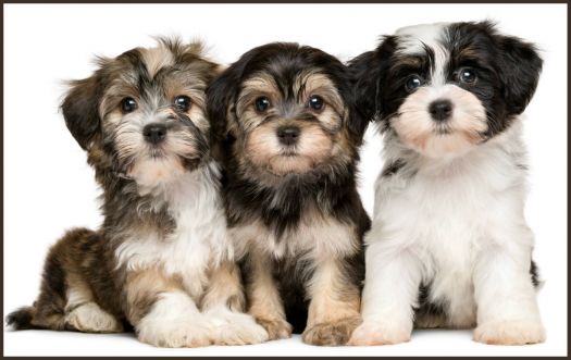 Solve Havanese Puppies jigsaw puzzle online with 96 pieces