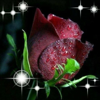 ~A RED ROSE~