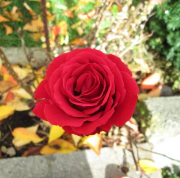 Theme:  A Rose