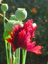 Poppies