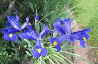 Brilliant Dutch Irises.