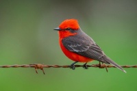 Scarlet-flycatcher