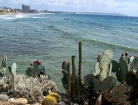 View of Pacific Beach  through Cactus on Bird Rock
