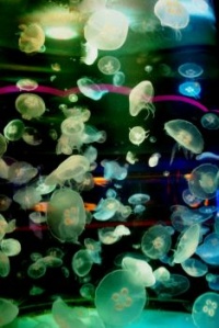 Carnival of Jellies