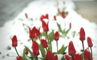 Flowers in the Snow