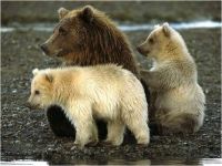 Mama Bear & Cubs (Alaska)