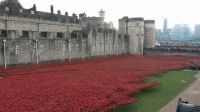 Yet another pictureofthose Ceramic Poppies