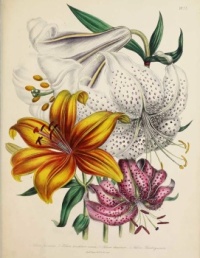 Jane Loudon - Lilies