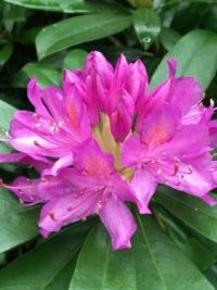 Rhododendron May 2018
