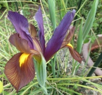 'Old' Dutch Iris  "Tigereye"
