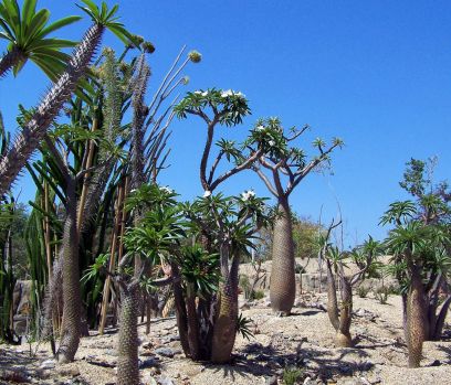San Diego Zoo - Madagascar Palm