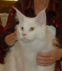 My Maine Coon, The Iceman. for vermontkitty