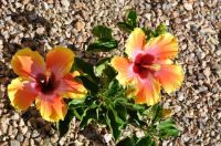 baby hibiscus