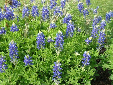Bluebonnets in Williamson County, Texas 2021