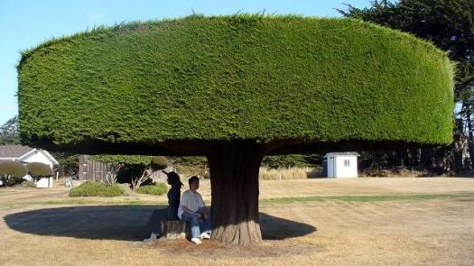 Very weird tree