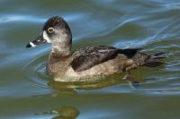 Female Ring-Necked Duck