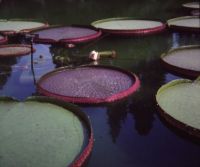Victoria Waterlilies