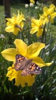 Daffodil with butterfly