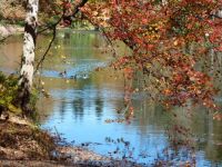 Biltmore Estate Pond - October 2014