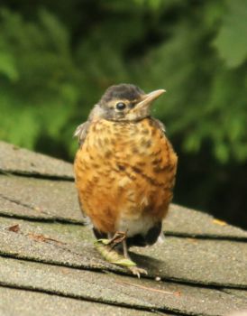 baby robin... regular daily visitor with his mom