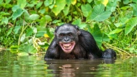 rain-forest-chimp